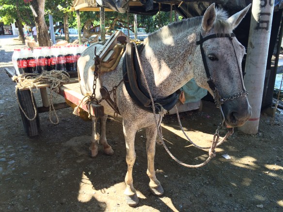 A Colombian Coke smuggler. Good disguise. Might be a mule